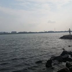 チニングでキビレGET！