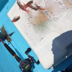 ボートフィッシング