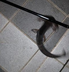 6月10日のMC大波止