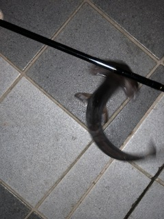 6月10日のMC大波止