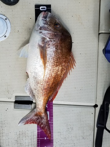 遊漁船　ニライカナイ 釣果