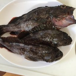 春イカ〜のガシリング