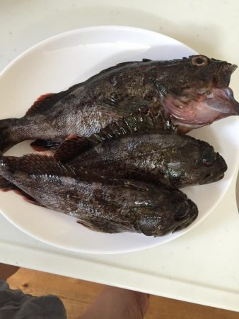 春イカ〜のガシリング