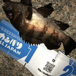 雨上がりメバリング