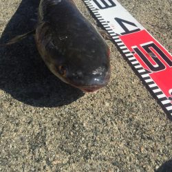 チンタゲット！！　メジナは好調！　