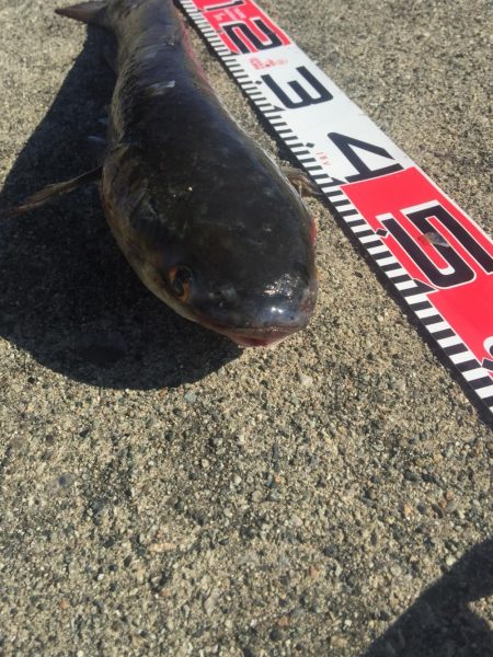 チンタゲット！！　メジナは好調！　