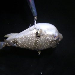 サーフシーバス