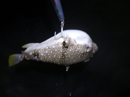 サーフシーバス