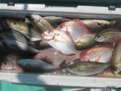 土佐安芸のハマちゃん