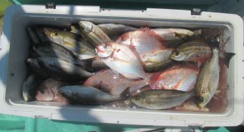 土佐安芸のハマちゃん