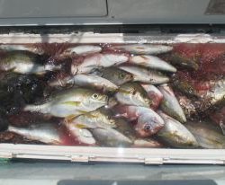 土佐安芸のハマちゃんの釣果