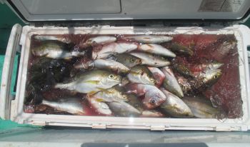 土佐安芸のハマちゃんの釣果