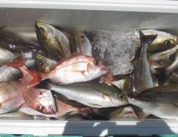 土佐安芸のハマちゃんの釣果