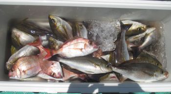 土佐安芸のハマちゃんの釣果