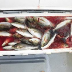 土佐安芸のハマちゃん