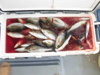 土佐安芸のハマちゃん