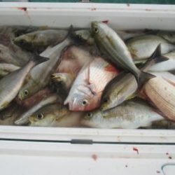 土佐安芸のハマちゃんの釣果