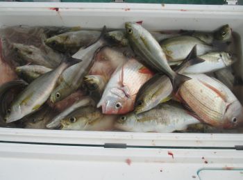 土佐安芸のハマちゃんの釣果