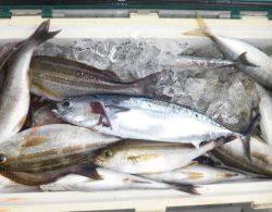 土佐安芸のハマちゃんの釣果