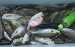 土佐安芸のハマちゃんの釣果