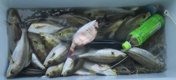 土佐安芸のハマちゃんの釣果