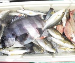 土佐安芸のハマちゃんの釣果