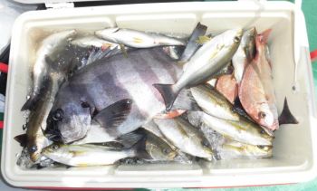 土佐安芸のハマちゃんの釣果