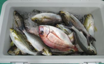 土佐安芸のハマちゃんの釣果