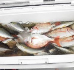 土佐安芸のハマちゃんの釣果