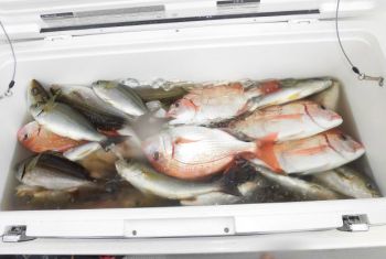 土佐安芸のハマちゃんの釣果