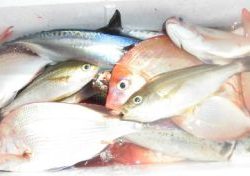 土佐安芸のハマちゃんの釣果