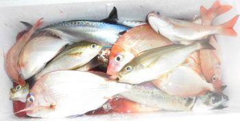 土佐安芸のハマちゃんの釣果