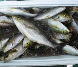 土佐安芸のハマちゃんの釣果