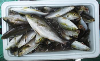 土佐安芸のハマちゃんの釣果