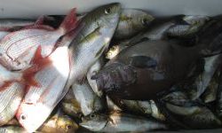 土佐安芸のハマちゃんの釣果