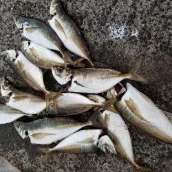 満月　大潮　アジング