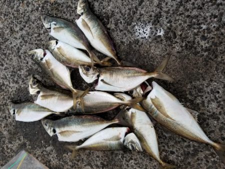 満月　大潮　アジング