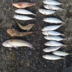 久しぶりの爆釣