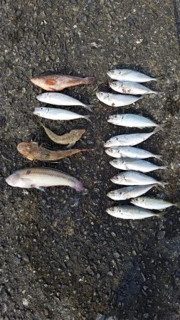 久しぶりの爆釣