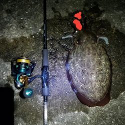 アオリ調査！！