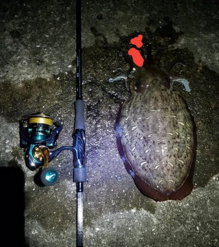 アオリ調査！！