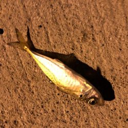 地震後のライトゲーム