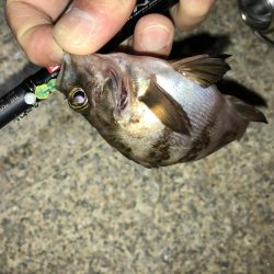 梅雨メバルフィーバー中。