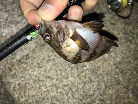 梅雨メバルフィーバー中。