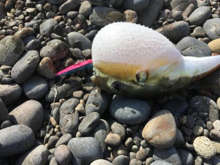 ショアジギング