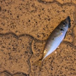 少しだけアジングを