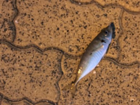 少しだけアジングを