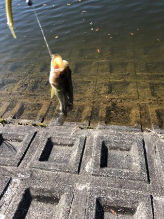 デカバスばらす。、