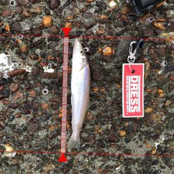 群六で良型キス