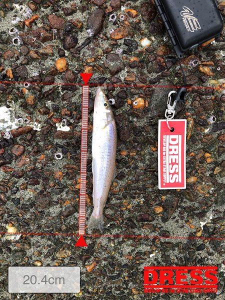 群六で良型キス